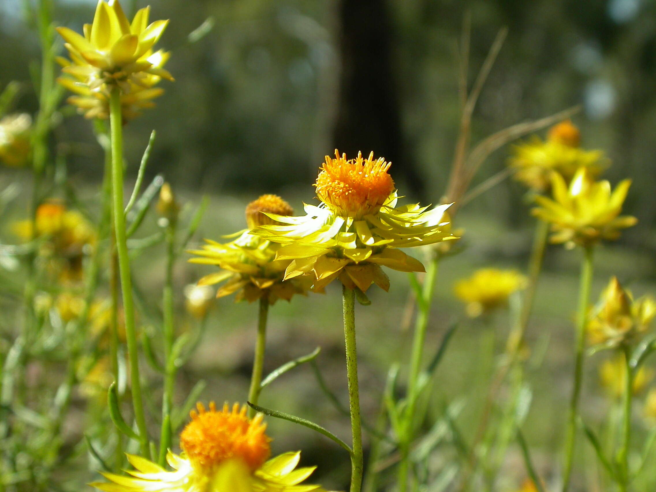 Image of Xerochrysum viscosum