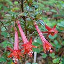 Image de Fuchsia loxensis Kunth