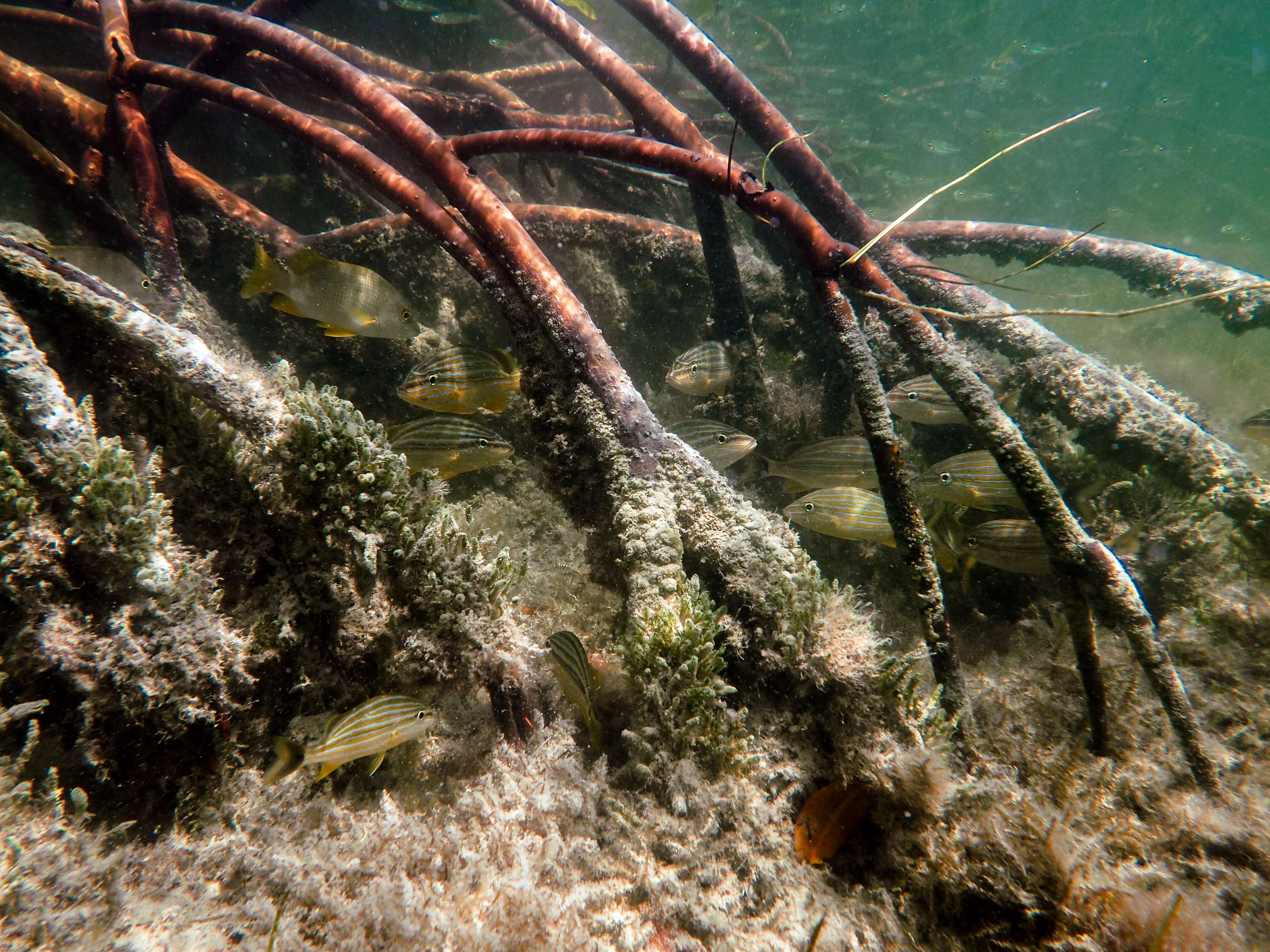 Image of mangrove