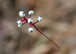 Image of Baneberry