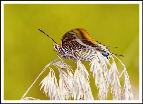 Image of Two-tailed Pasha