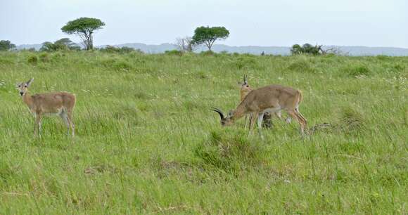 Image of Southern Reedbuck