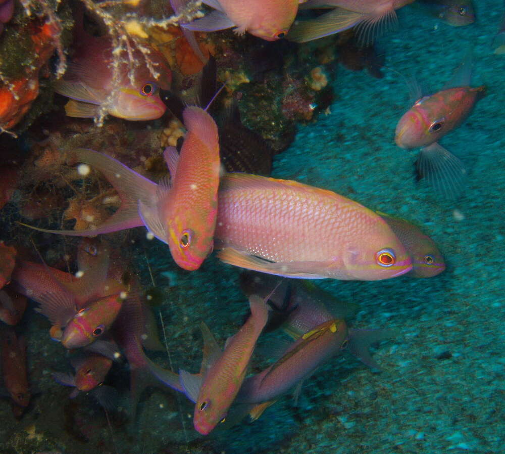 Image of Anthias