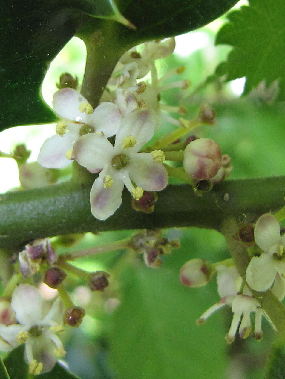 Ilex aquifolium L. resmi