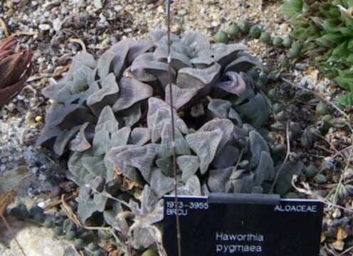 Слика од Haworthia pygmaea Poelln.