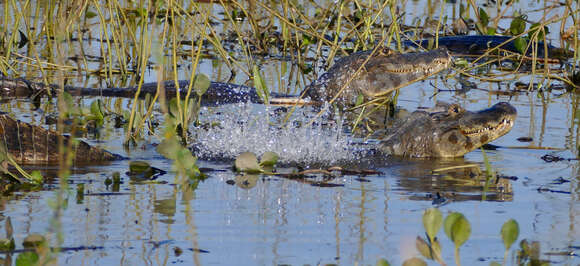 Image of Yacare caiman