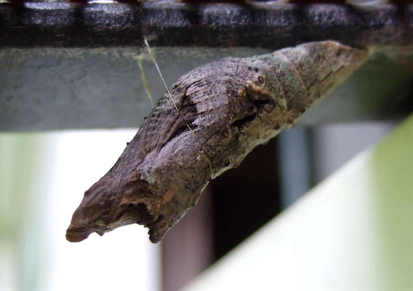 Image of Eastern Giant Swallowtail