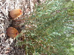 Image of banksia