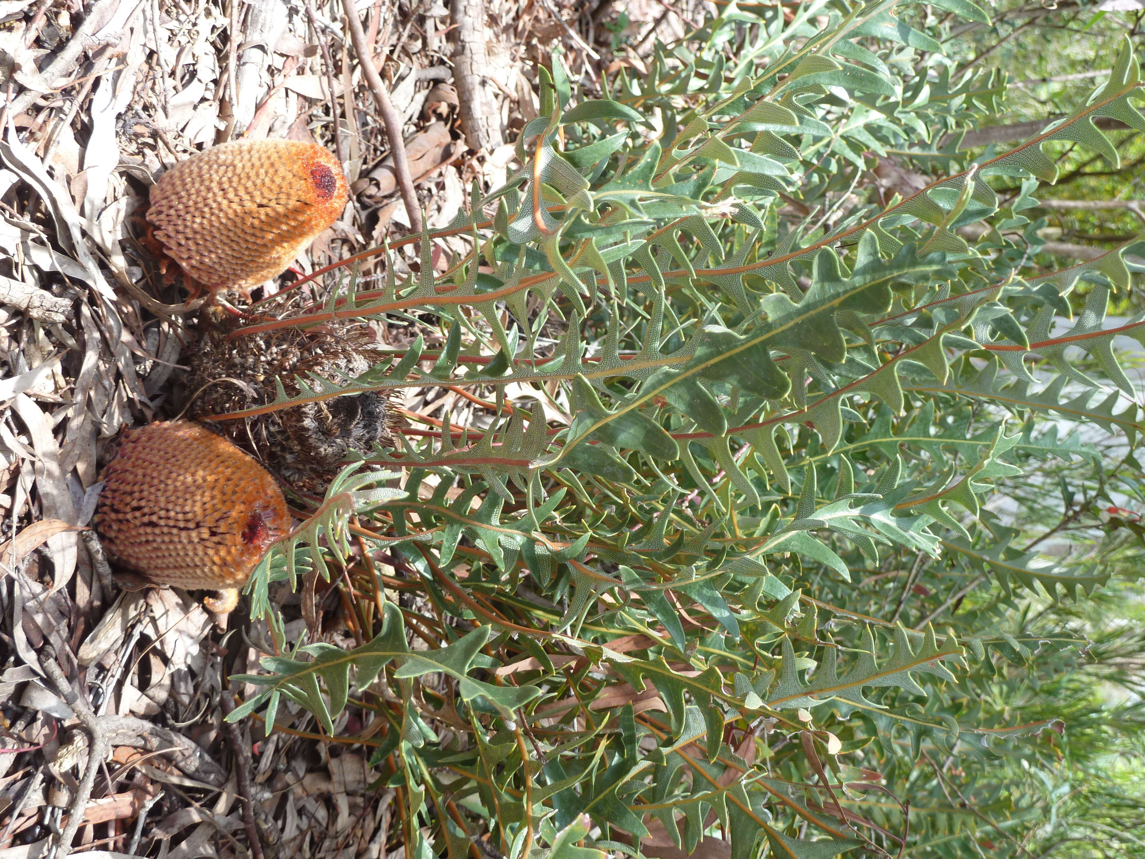 Image of banksia