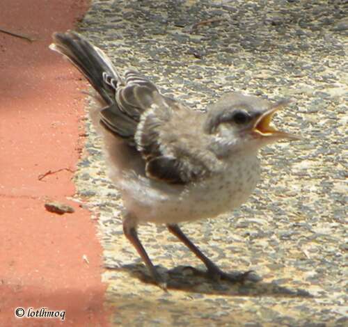 Image of Northern Mockingbird