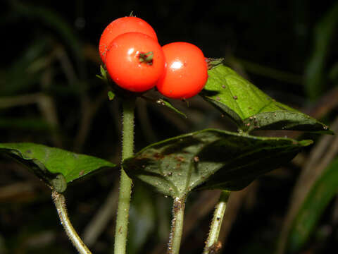 Image of Geophila cordifolia Miq.