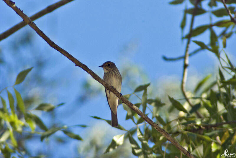 Image of Muscicapa Brisson 1760