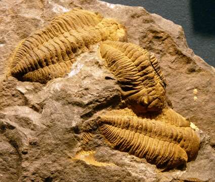 Image of trilobites