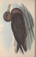 Image of <i>Procellaria gigantea</i> Gmelin 1789