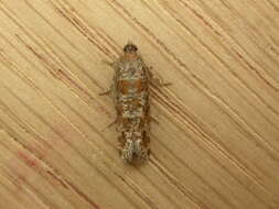 Image of Pine Tip Moths