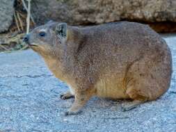 Image of Rock Hyrax