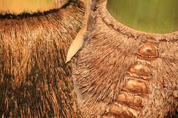 Image of Dendrocalamus