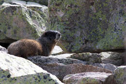 Imagem de Marmota subgen. Petromarmota Steppan et al. 1999