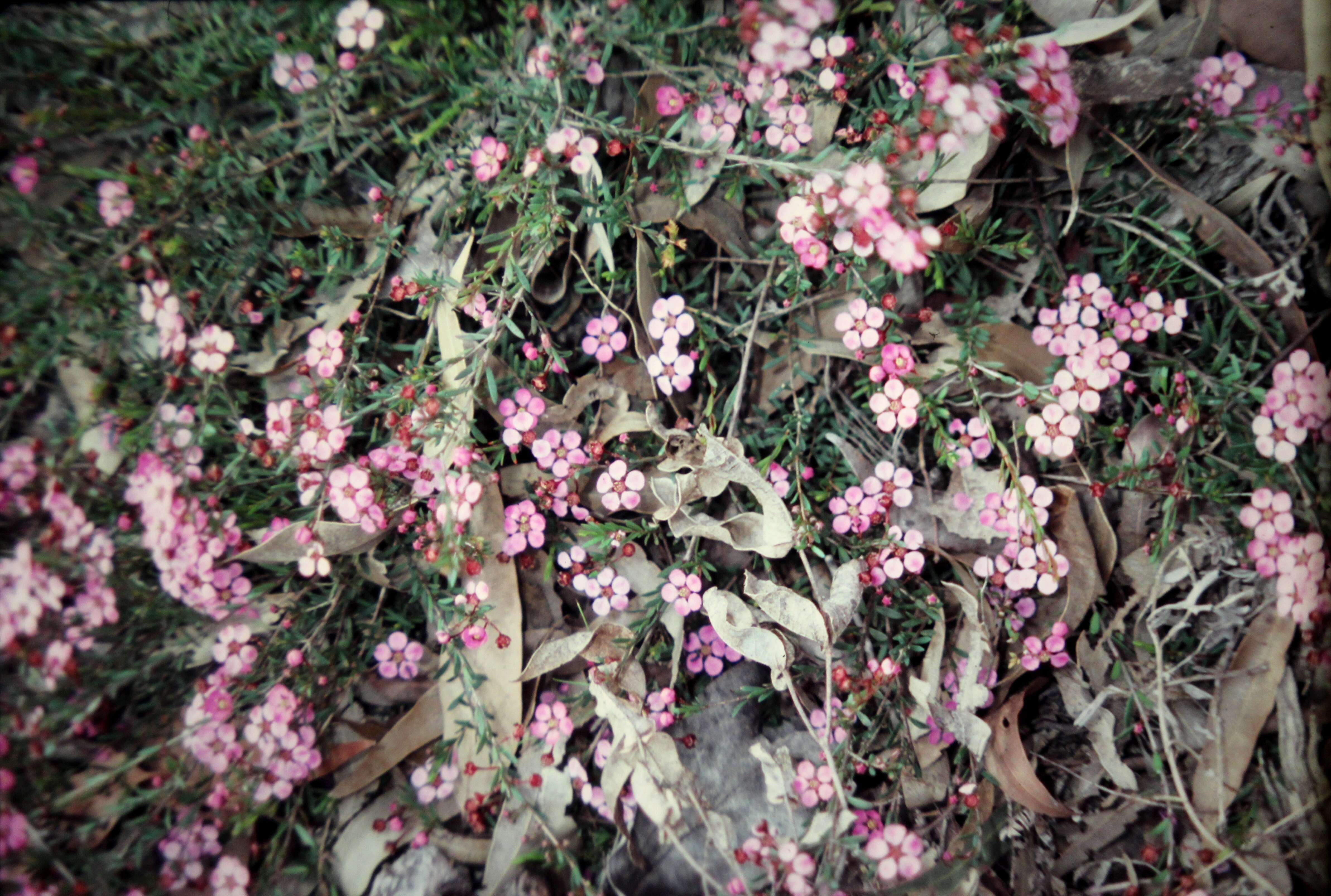 Image of Euryomyrtus ramosissima (A. Cunn.) Trudgen