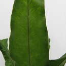 Elaphoglossum alatum (Gaud.) resmi