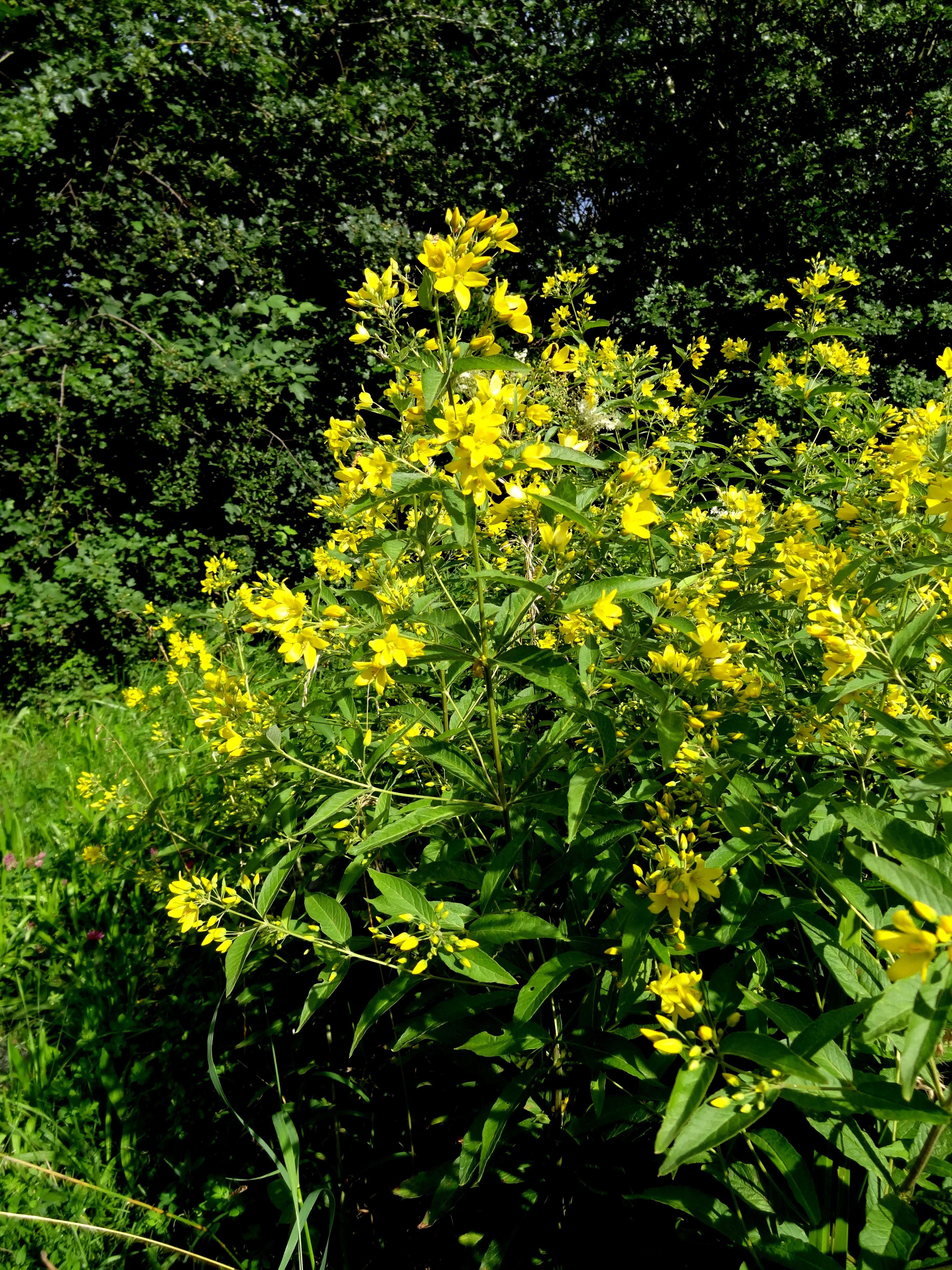 Image of yellow loosestrife