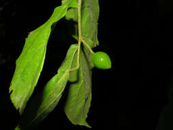 Image of iguana hackberry