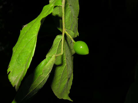 Sivun Celtis iguanaea (Jacq.) Sarg. kuva