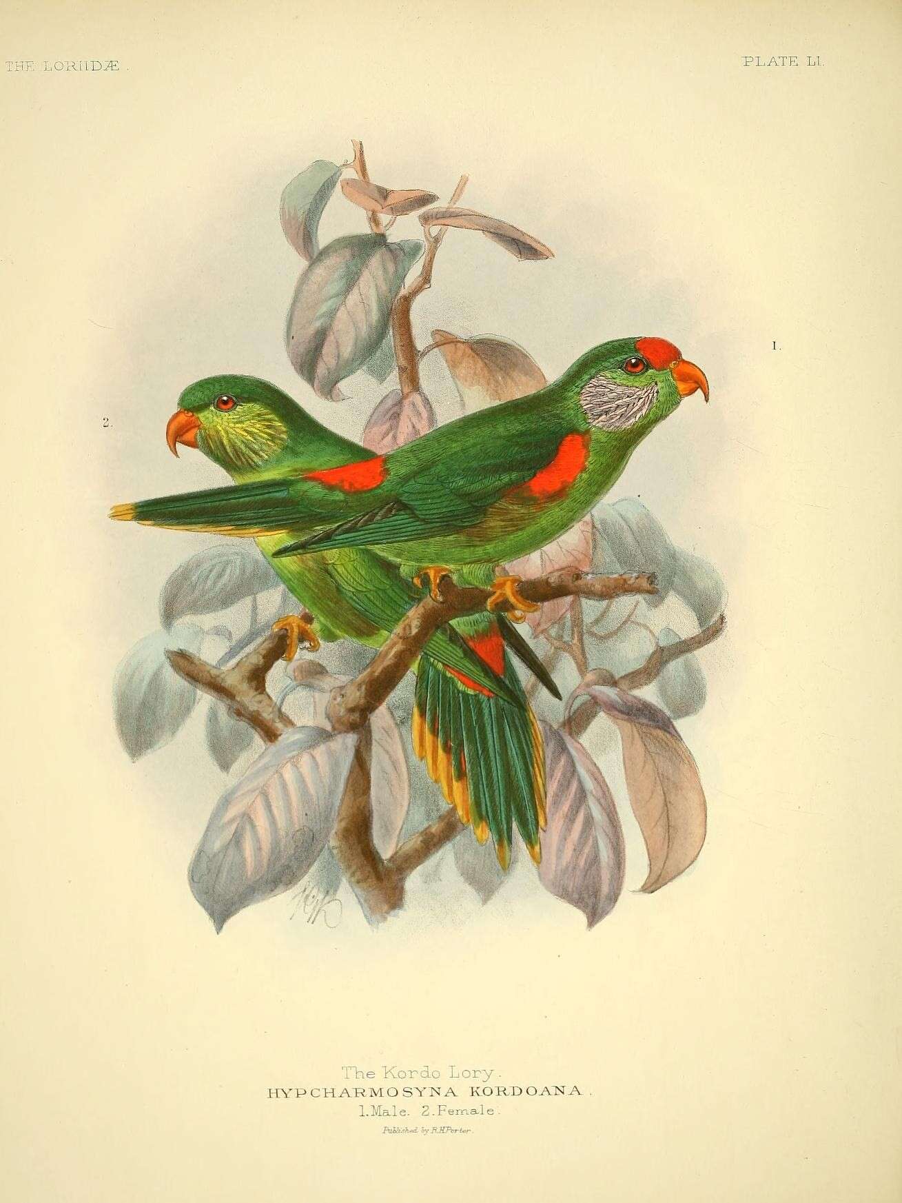 Image of Red-fronted Lorikeet