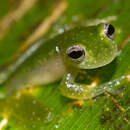 Image of Powdered glass frog