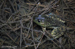 Image of Lithobates Fitzinger 1843