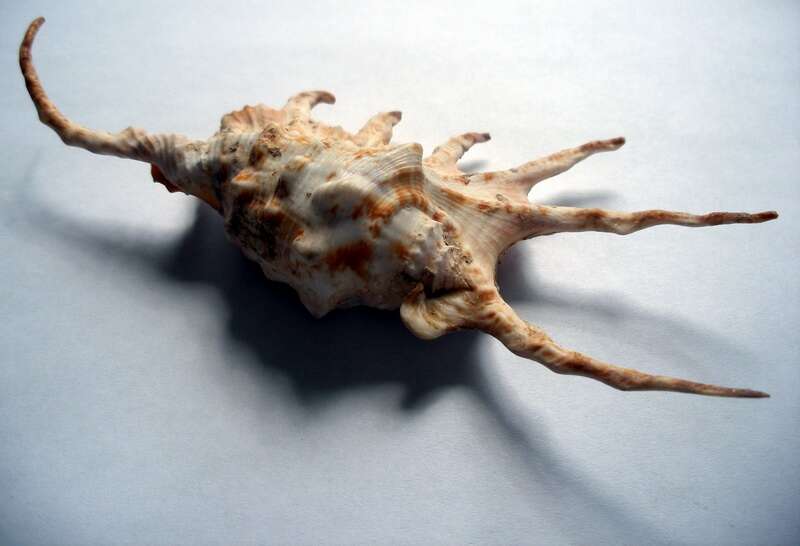 Image of spider conch