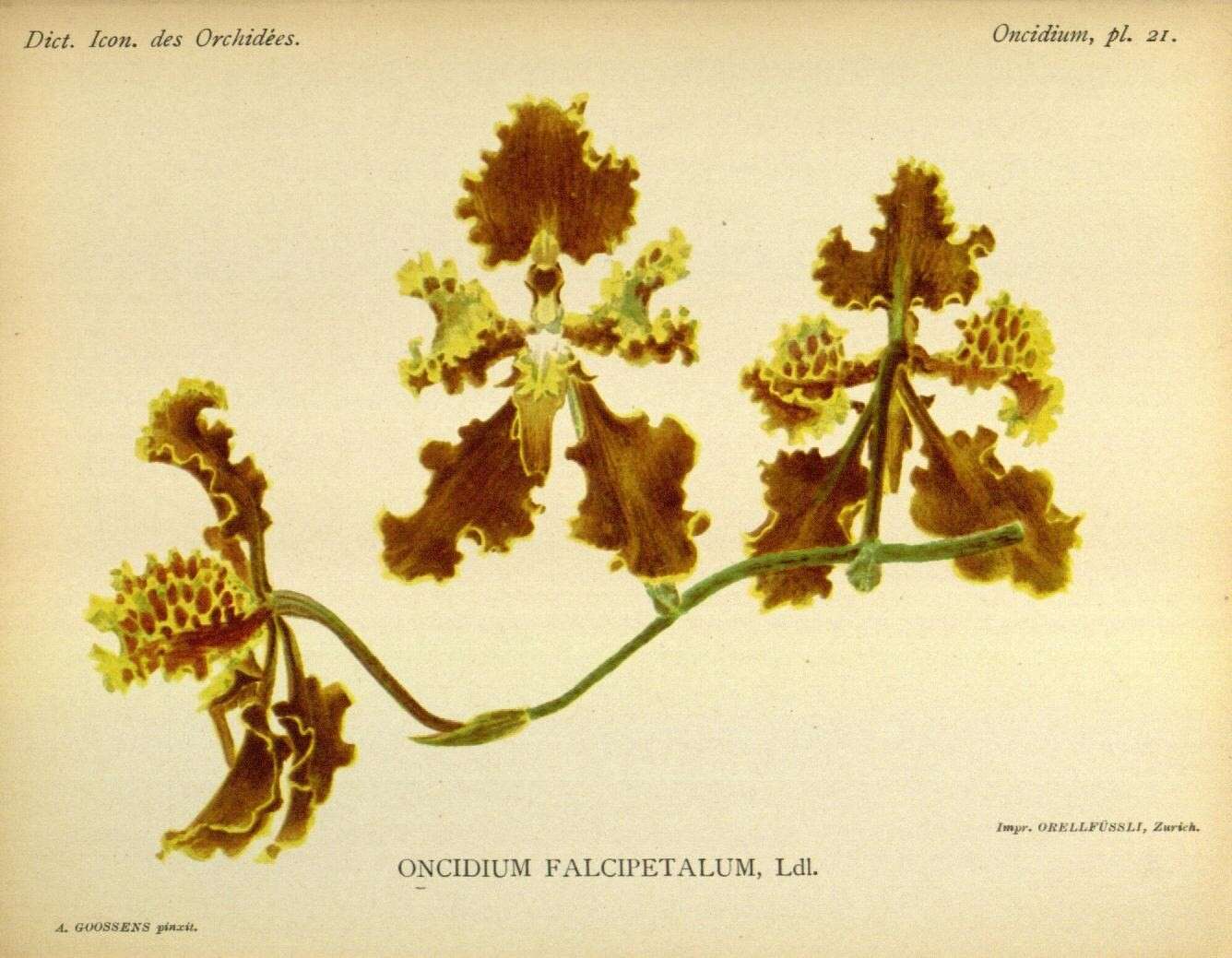 Image of Cyrtochilum