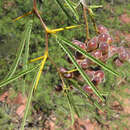 Sivun Prosopis torquata (Lag.) DC. kuva