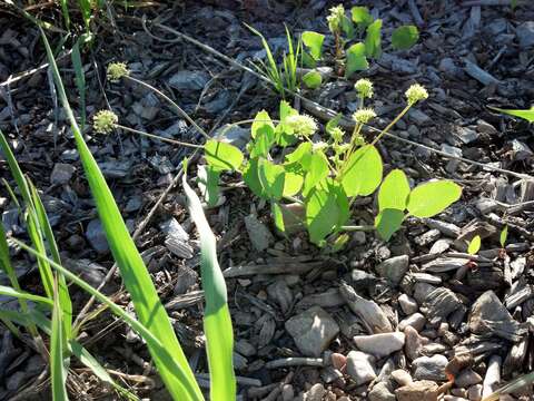 Image of barestem biscuitroot