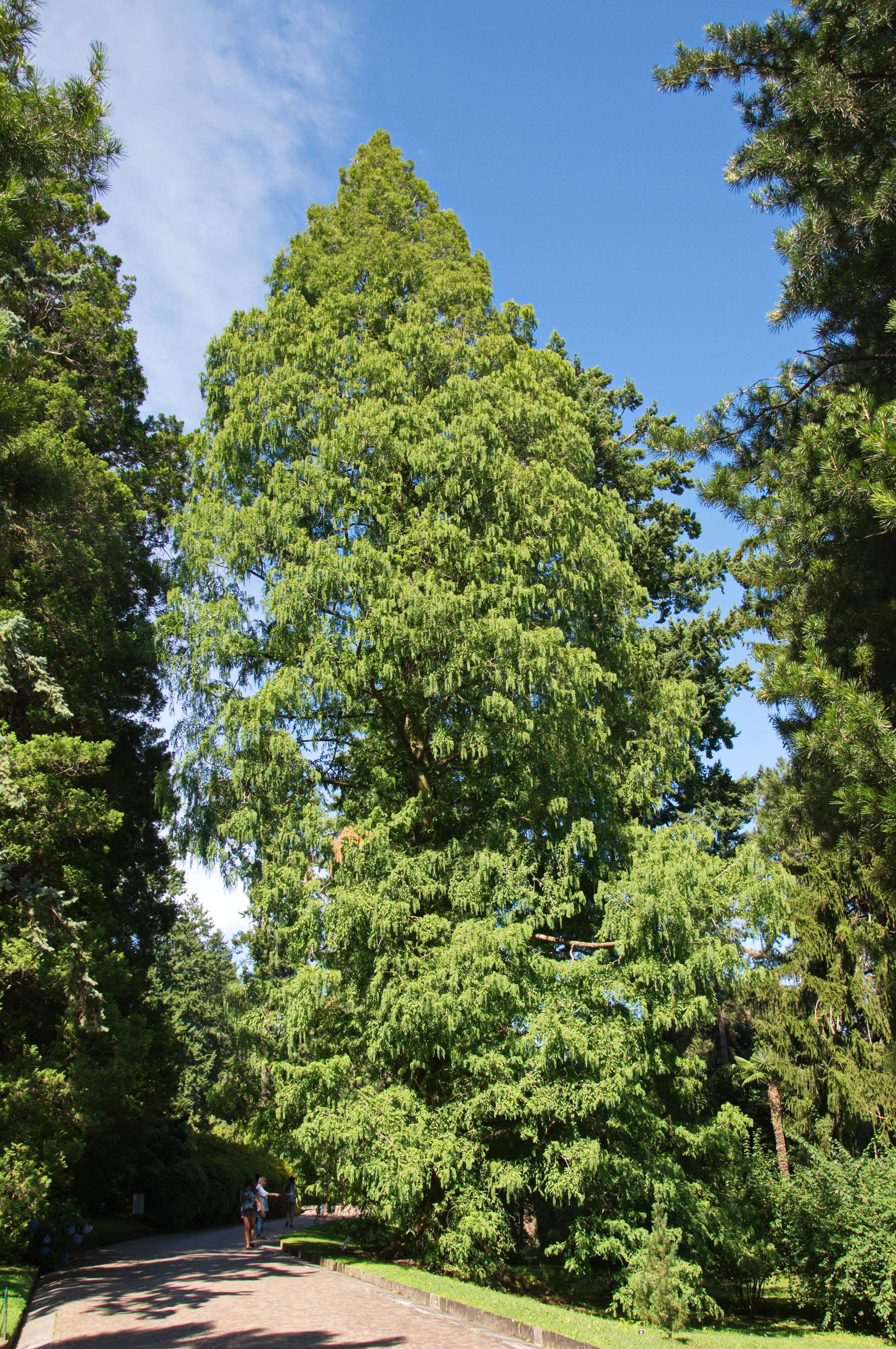 Image of dawn redwood