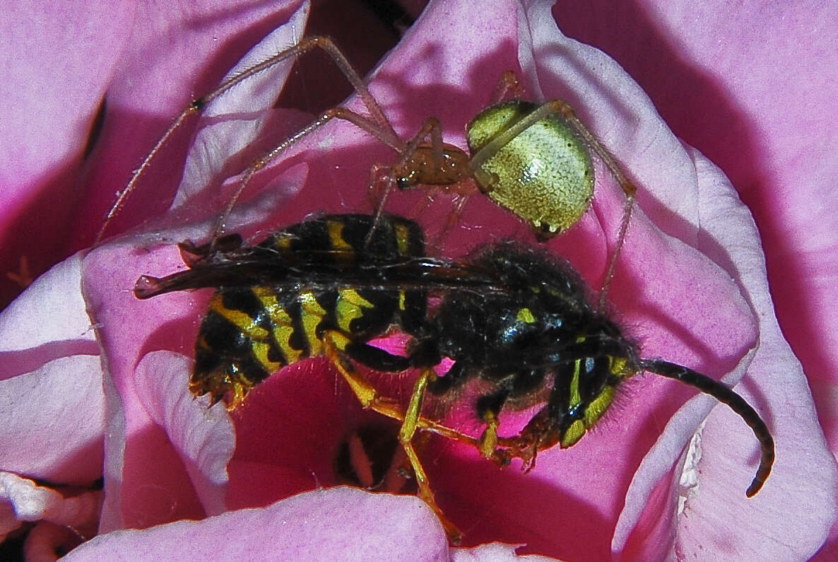 Image of Enoplognatha ovata (Clerck 1757)