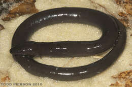 Amphiuma pholeter Neill 1964的圖片