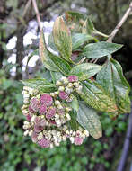 Слика од Baccharis latifolia (Ruiz & Pav.) Pers.