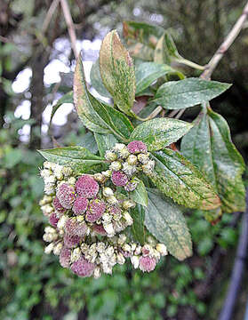 Imagem de Baccharis latifolia (Ruiz & Pav.) Pers.