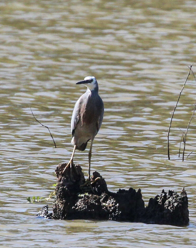 Image of Egretta Forster & T 1817