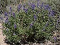 Image of Lupinus argenteus var. heteranthus (S. Watson) Barneby