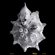 Image of Neorotalia calcar (d'Orbigny ex Deshayes 1830)