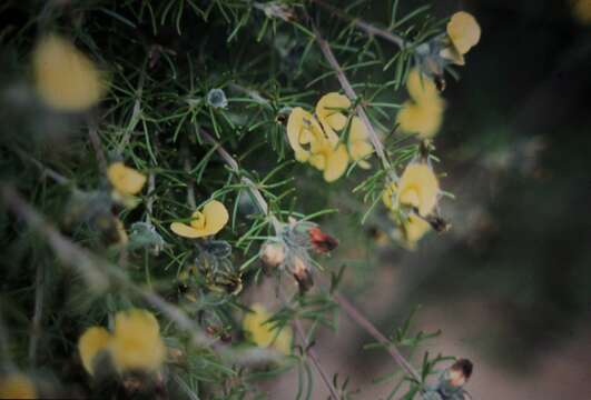 Слика од Gompholobium tomentosum Labill.