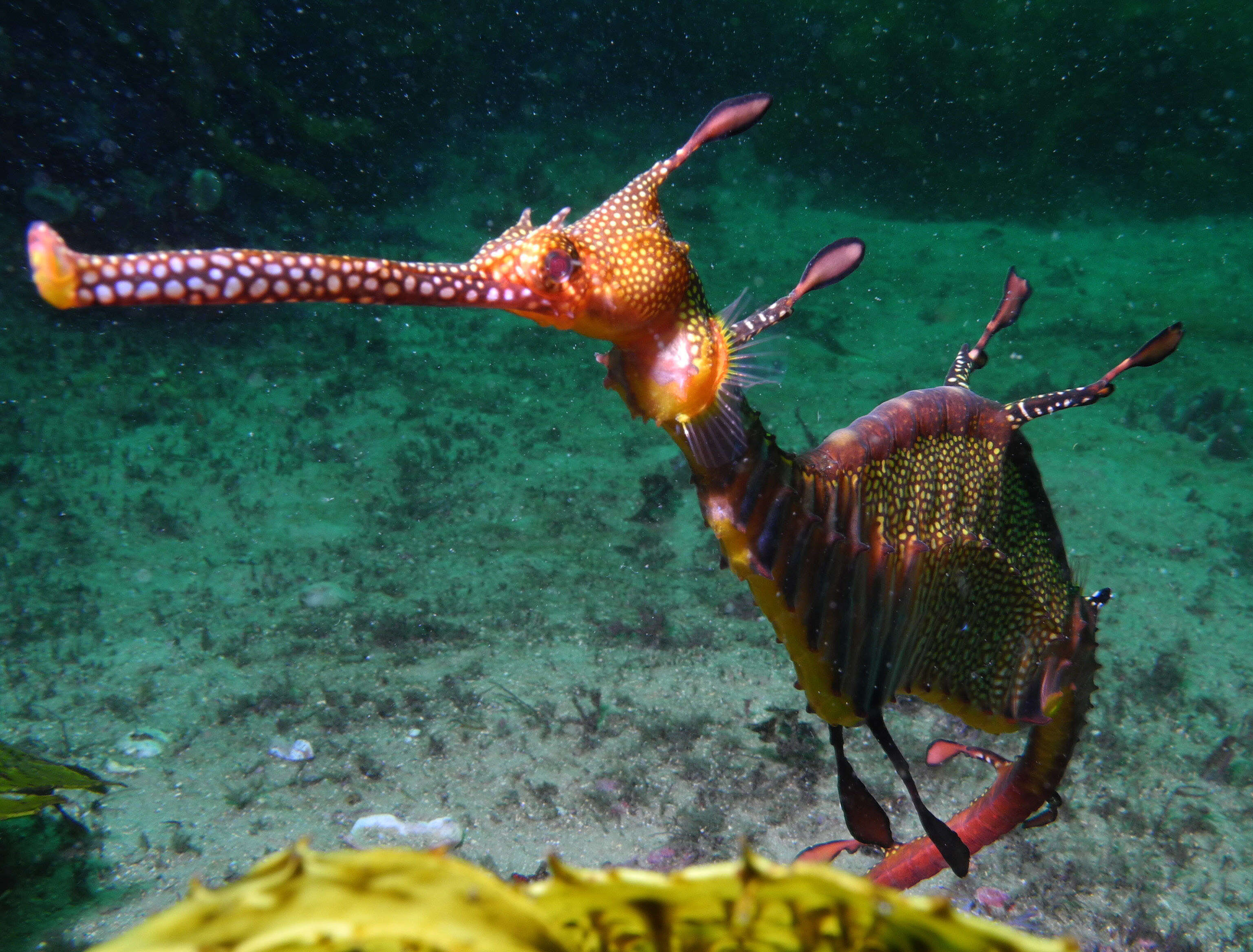 Image of Phyllopteryx