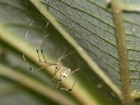 Image of Theridion spinigerum Rainbow 1916