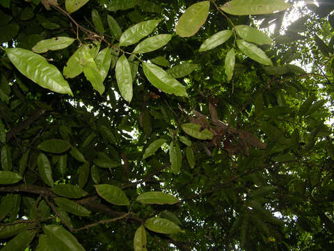 Image of Mosannona costaricensis (R. E. Fr.) Chatrou