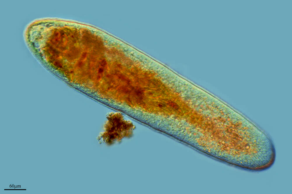 Image of flatworms
