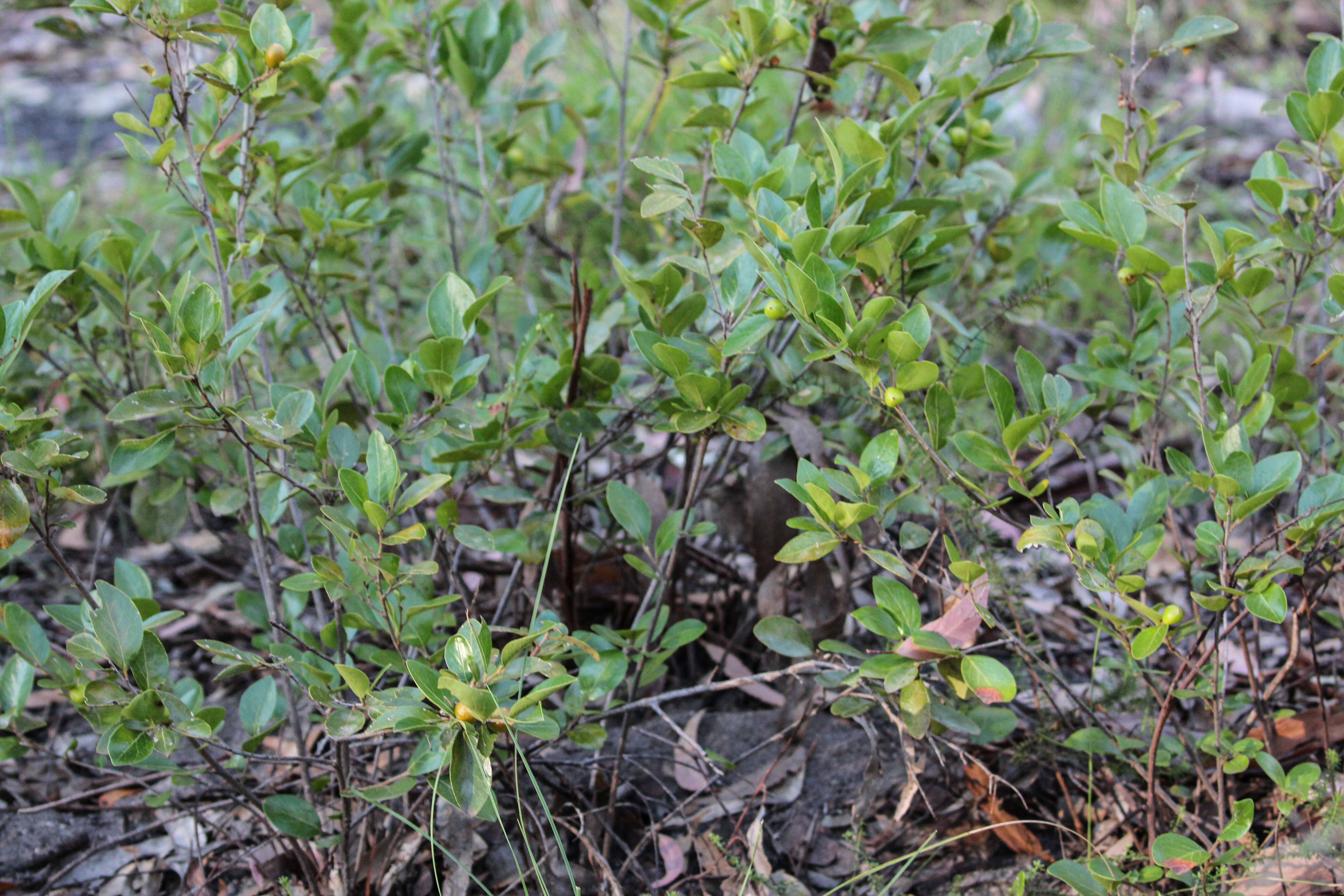 Image of Claoxylon tenerifolium (F. Muell. ex Baill.) F. Muell.