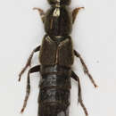 Image of Ocypus (Pseudocypus) fuscatus (Gravenhorst 1802)