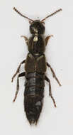 Image of Ocypus (Pseudocypus) fuscatus (Gravenhorst 1802)